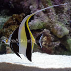 Moorish Idol Moorish Idol