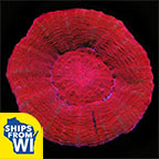 Australian Scolymia Coral, Red