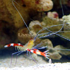 Banded Coral Shrimp, Yellow