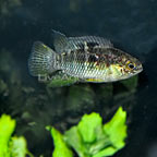 Red Breast Smiling Cichlid