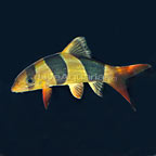 Clown Loach 