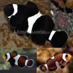 Black and White Percula Clownfish - Tank Bred