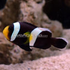 Black Saddleback Clownfish, Captive-Bred