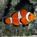 Ocellaris Clownfish,  Tank Bred