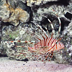 Lionfish