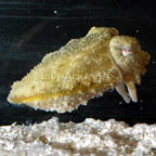 Cuttlefish, Aquacultured