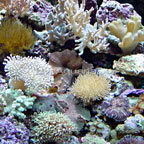 Bali Nano Soft Coral Pack