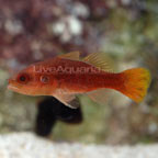Fowleria Cardinalfish