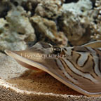 Fiddler Stingray