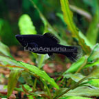 Black Molly Black Molly