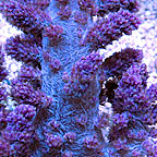 Red Tip Tree Coral (Need Image)