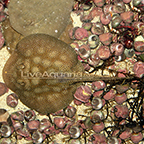 Haller's Stingray EXPERT ONLY