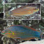 th-80626-hoevens-wrasse.jpg