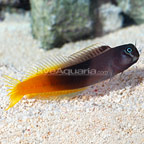 Bicolor Blenny 