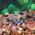 Fuelleborni Cichlid, Orange Blossom Fuelleborni Cichlid, Orange Blossom