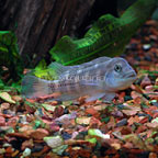 Buffalo Head Cichlid