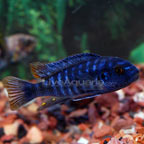 Fuelleborni Cichlid, Marmalade Fuelleborni Cichlid, Marmalade