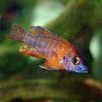 Red Peacock Cichlid