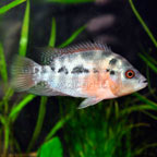 Red Star Flower Horn Cichlid