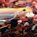 Dojo Loach