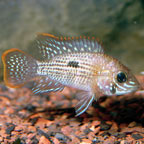 Green Terror New Woeld Cichlid