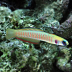 Zebra Barred Dartfish 