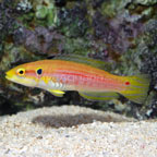 th-80702-yel-candy-hogfish.jpg