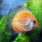 Red Marlboro Discus