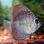 Red Turquoise Discus 