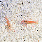 Captive-Bred Aiptasia Eating Peppermint Shrimp - (USA)