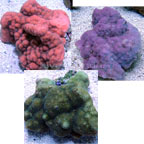 Smooth Encrusting Montipora Coral