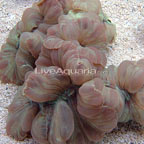 Fox Coral Fox Coral