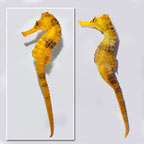 Brazilian Reidi Seahorse, Yellow 