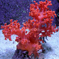 Flower Tree Coral - Red/Orange EXPERT ONLY