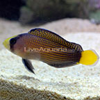 th-86356-pseudochromis.jpg