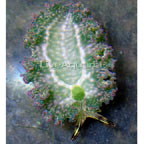 Lettuce Sea Slug (Nudibranch), Green 