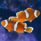 True Percula Clownfish, Tank Bred