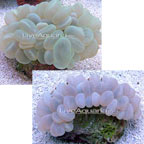 Bubble Coral Bubble Coral