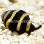 Bumble Bee Snail (Build Your Own Kit)