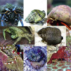 Reef Diversity Pack