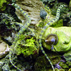 Dragonface Pipefish EXPERT ONLY