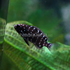 Duboisi Cichlid Duboisi Cichlid