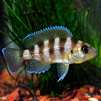 Gold Sexfasciatus Cichlid