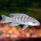 Cylindricus Cichlid