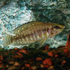 Calvus Cichlid