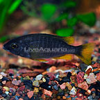 Yellowfin Borleyi Cichlid