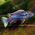 Acei Cichlid