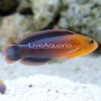 Dilectis Dottyback