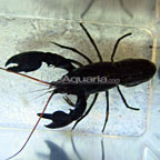 Black Scorpion Lobster