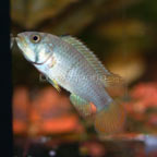 Panda Dwarf Cichlid